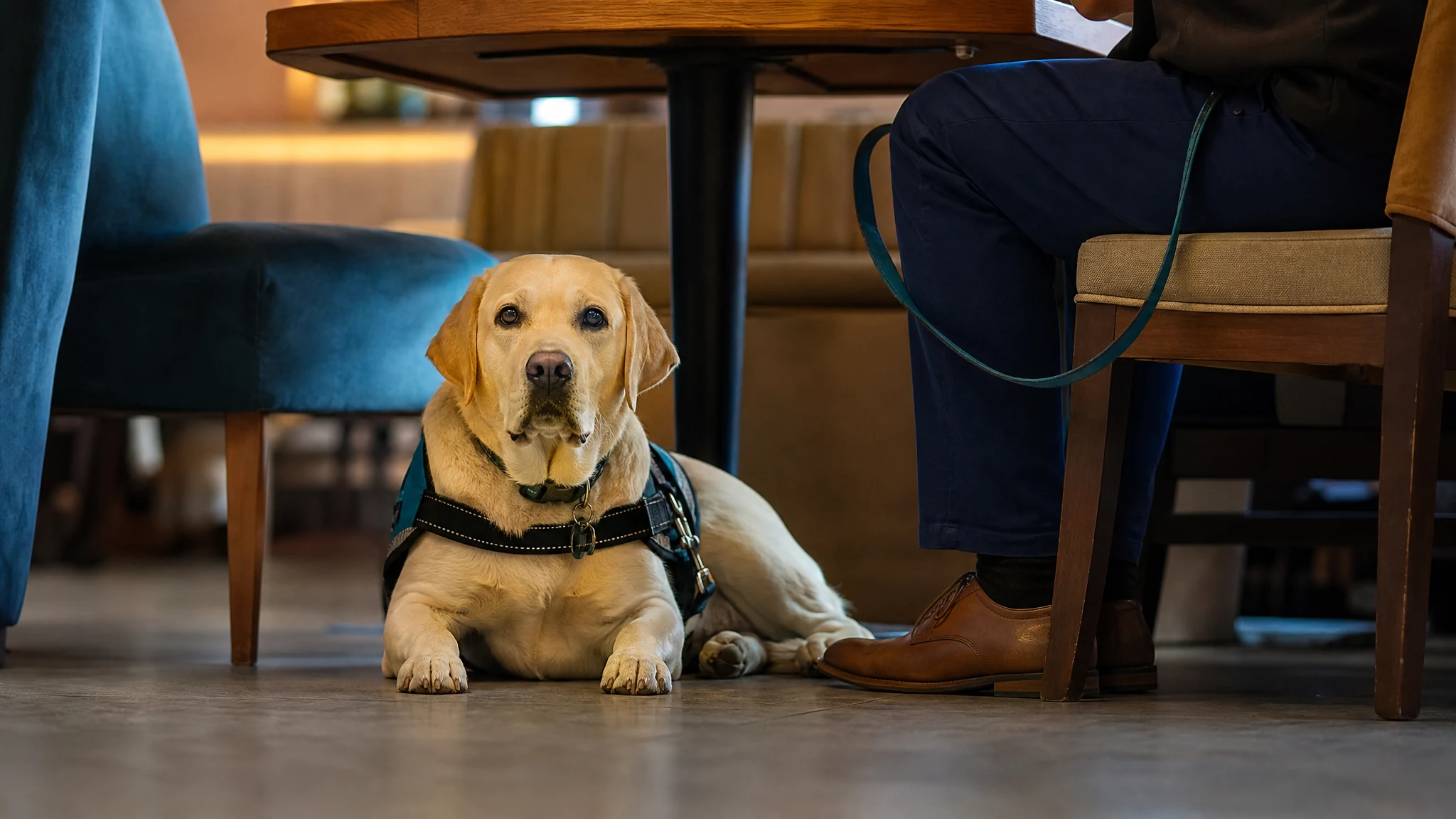 Oklahoma Service Dog Laws: What State Law Adds to the ADA